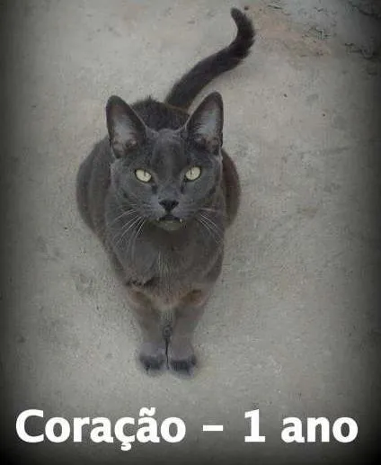 Gato ra a SRD idade 1 ano nome Coração