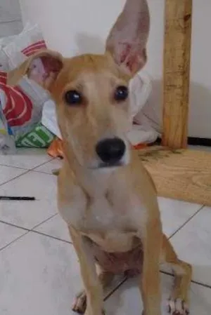 Cachorro raça ___ idade 2 a 6 meses nome ___