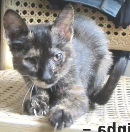Gato ra a SRD idade 2 a 6 meses nome Ludinha