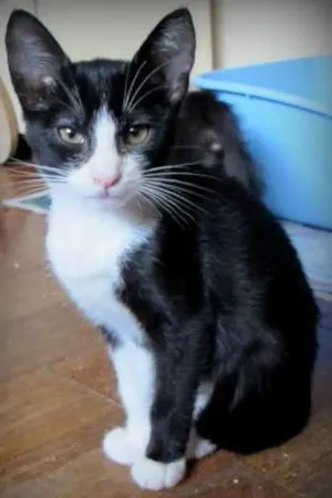 Gato raça SRD idade 2 a 6 meses nome Brownie