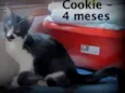 Cookie