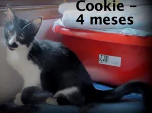 Gato raça SRD idade 2 a 6 meses nome Cookie
