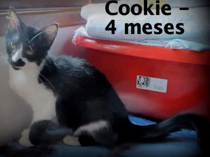 Gato ra a SRD idade 2 a 6 meses nome Cookie