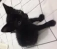 Gatinho preto