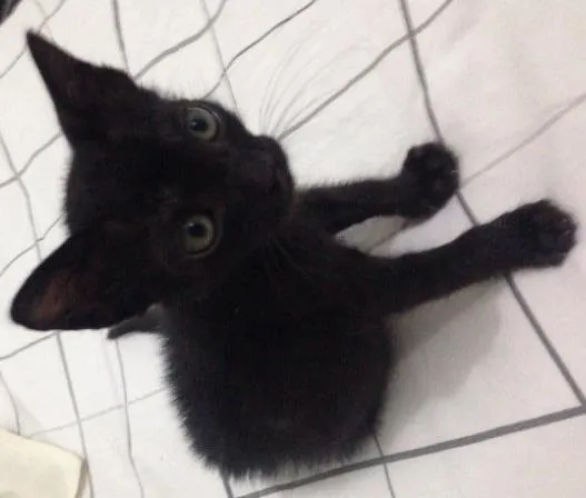 Gato raça SRD idade Abaixo de 2 meses nome Gatinho preto