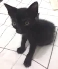 Gatinho preto