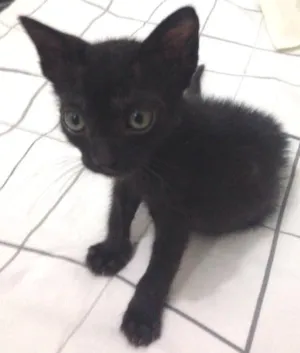 Gato raça SRD idade Abaixo de 2 meses nome Gatinho preto