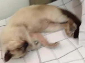 Gato raça siames idade 6 ou mais anos nome chico