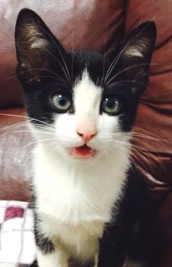 Gato ra a SRD idade Abaixo de 2 meses nome Frajola