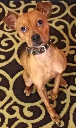 Cachorro raça Vira Lata idade 2 anos nome Xurumelo