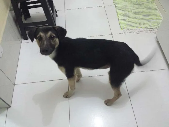 Cachorro ra a Vira lata idade 7 a 11 meses nome Lupita