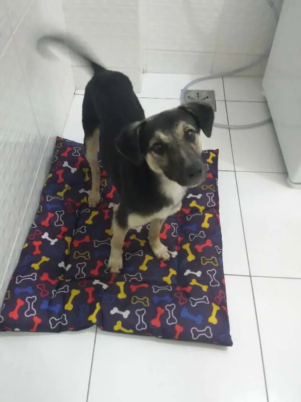 Cachorro ra a Vira lata idade 7 a 11 meses nome Lupita