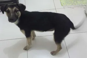Cachorro raça Vira lata idade 7 a 11 meses nome Lupita