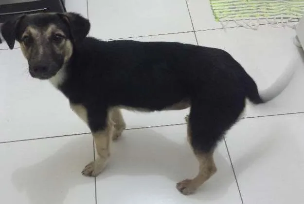 Cachorro ra a Vira lata idade 7 a 11 meses nome Lupita