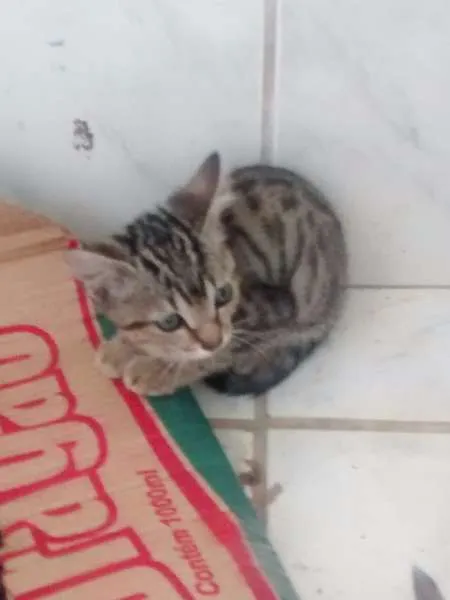 Gato ra a  idade 2 a 6 meses nome Gatos