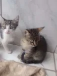 Gatos