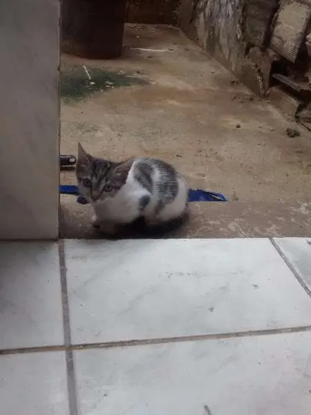 Gato ra a  idade 2 a 6 meses nome Gatos