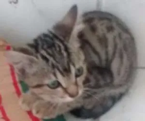 Gato raça  idade 2 a 6 meses nome Gatos