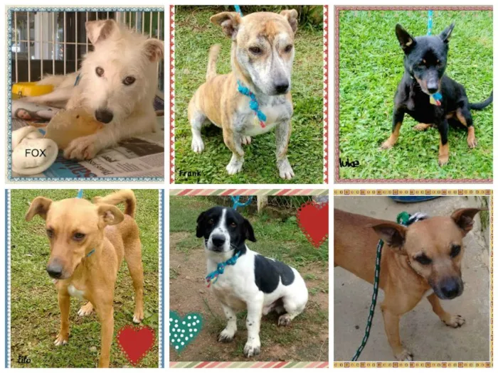 Cachorro ra a SRD idade 2 anos nome Fox, Frank, Luke, L