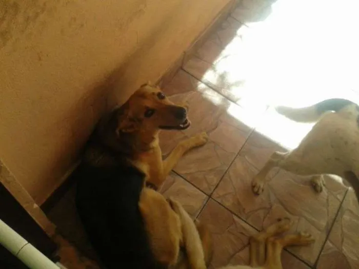 Cachorro ra a SRD idade 6 ou mais anos nome Gorducha