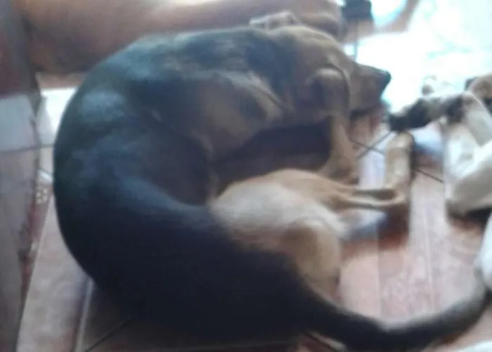 Cachorro ra a SRD idade 6 ou mais anos nome Gorducha