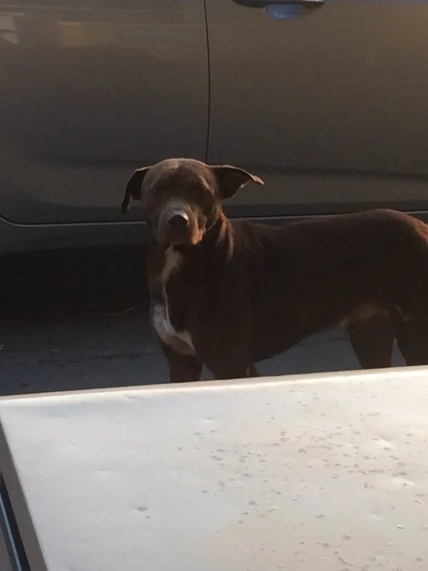 Cachorro ra a  idade  nome Duque