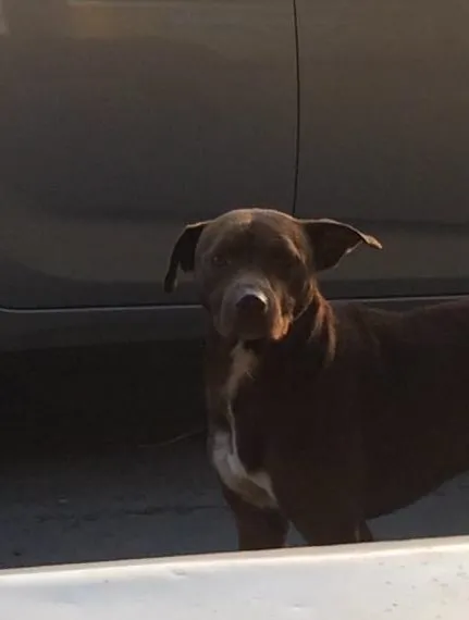 Cachorro ra a  idade  nome Duque