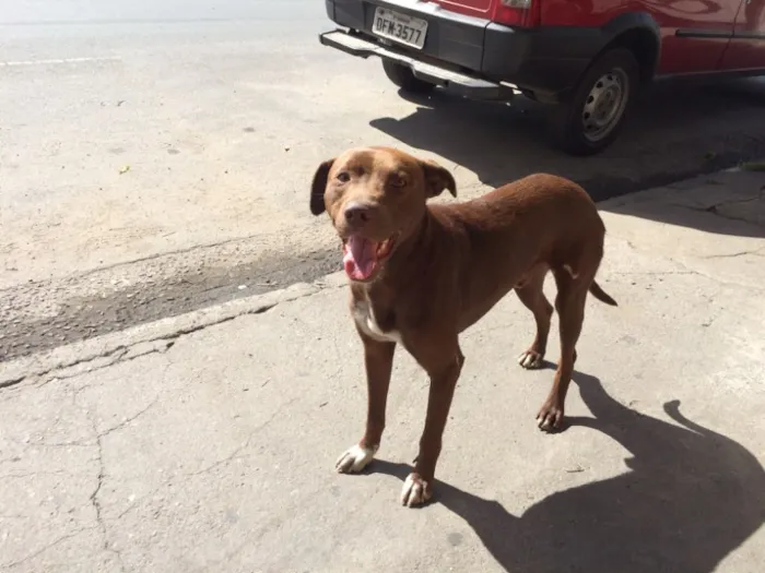 Cachorro ra a  idade  nome Duque