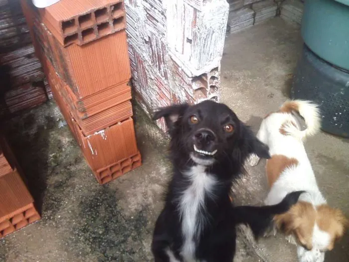 Cachorro ra a RND idade 7 a 11 meses nome ARTHUR