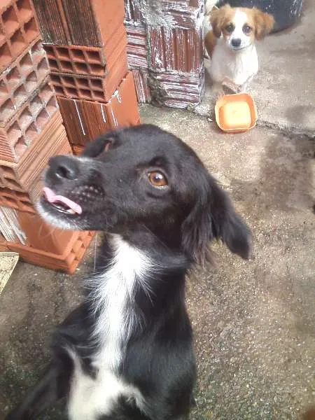 Cachorro ra a RND idade 7 a 11 meses nome ARTHUR