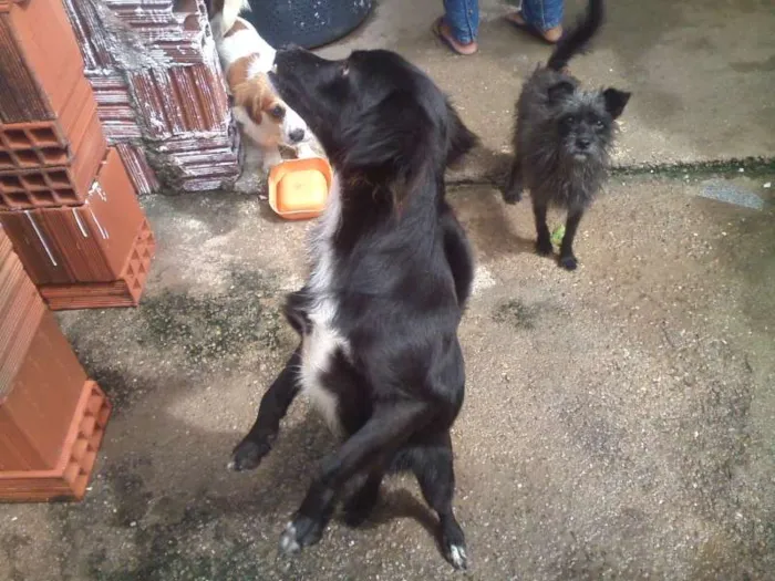 Cachorro ra a RND idade 7 a 11 meses nome ARTHUR