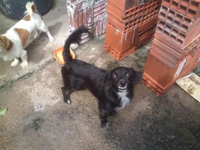 Cachorro ra a RND idade 7 a 11 meses nome ARTHUR