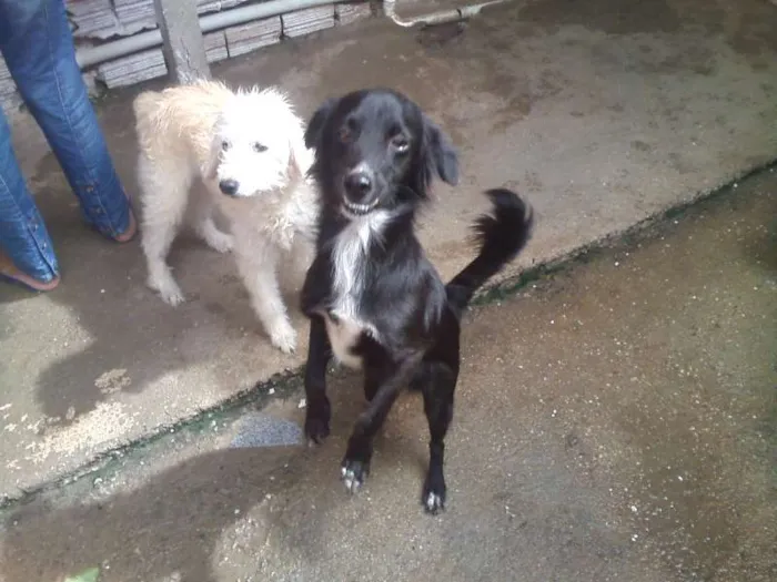 Cachorro ra a RND idade 7 a 11 meses nome ARTHUR