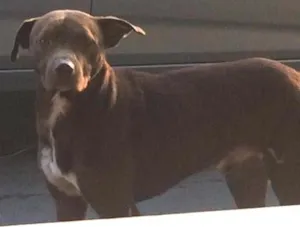 Cachorro raça  idade  nome Duque