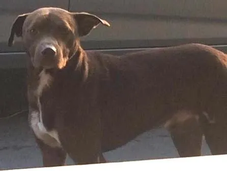 Cachorro ra a  idade  nome Duque