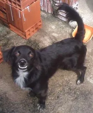 Cachorro raça RND idade 7 a 11 meses nome ARTHUR