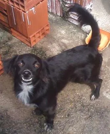 Cachorro ra a RND idade 7 a 11 meses nome ARTHUR
