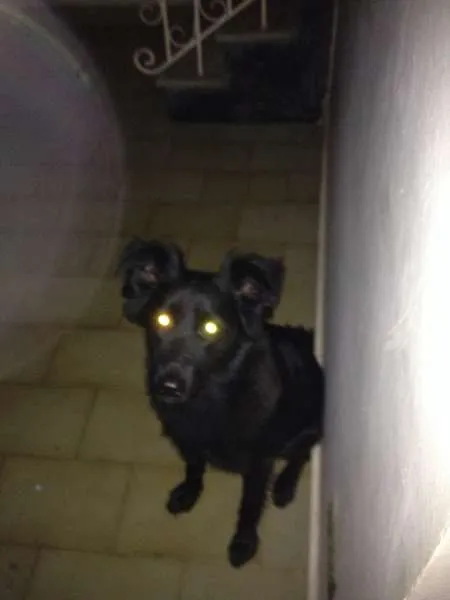 Cachorro ra a SRD idade 1 ano nome off