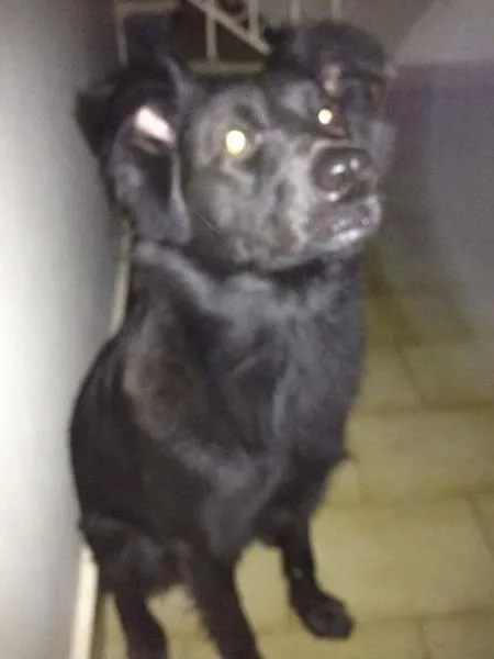 Cachorro ra a SRD idade 1 ano nome off