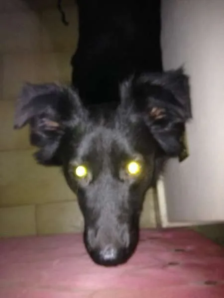 Cachorro ra a SRD idade 1 ano nome off