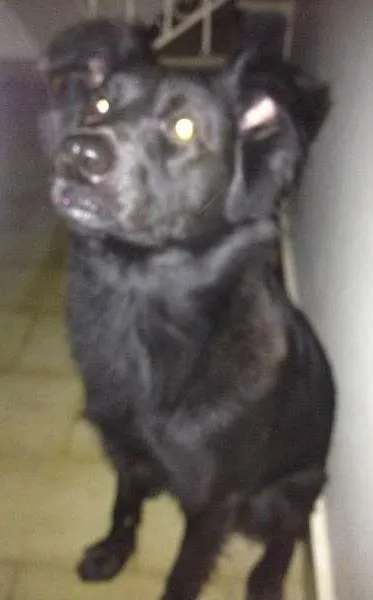 Cachorro ra a SRD idade 1 ano nome off