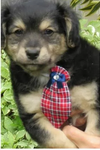 Cachorro ra a SRD idade  nome Pig 
