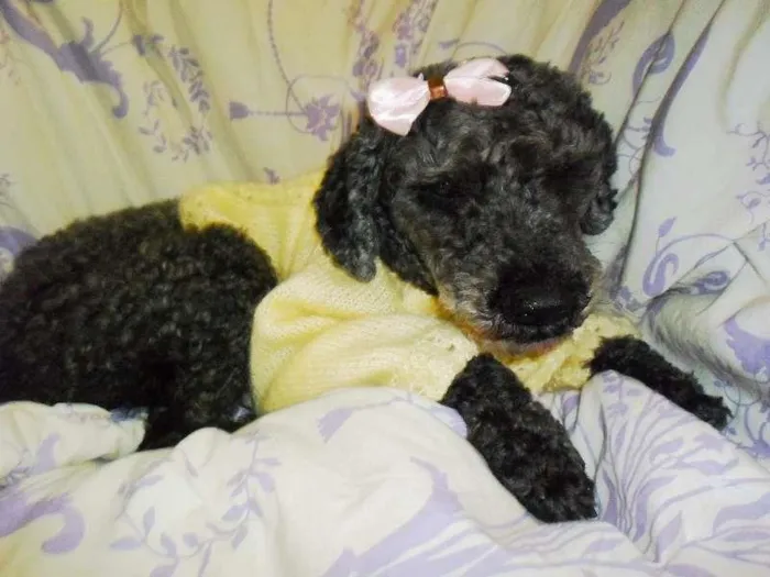 Cachorro ra a Poodle idade 5 anos nome Menina