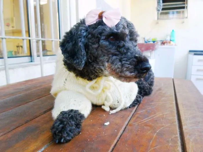 Cachorro ra a Poodle idade 5 anos nome Menina