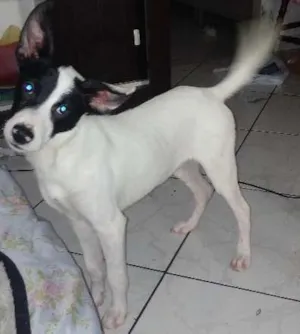 Cachorro raça Vira lata idade 2 a 6 meses nome Lucky