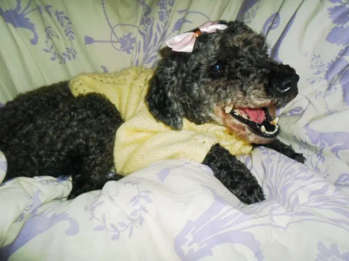 Cachorro ra a Poodle idade 5 anos nome Menina