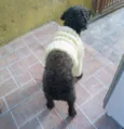 Menina