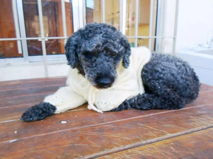 Cachorro ra a Poodle idade 5 anos nome Menina