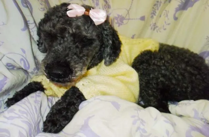Cachorro ra a Poodle idade 5 anos nome Menina