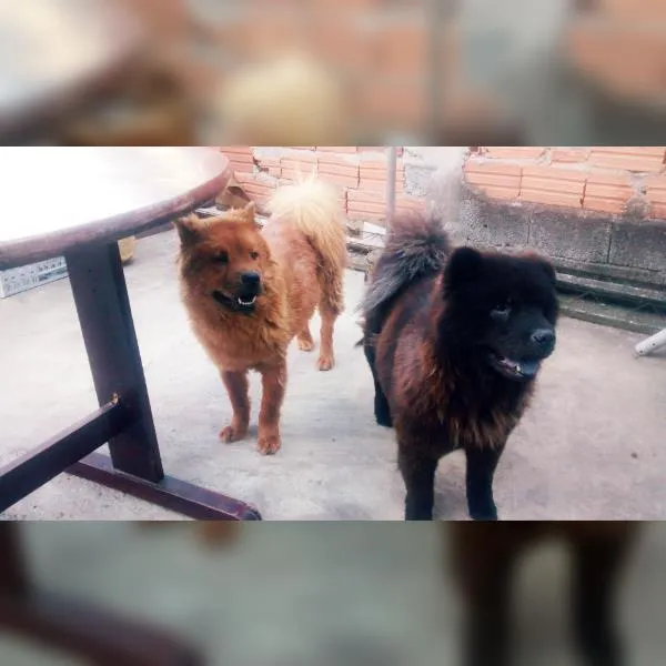 Cachorro ra a Chow chow idade 2 anos nome amora